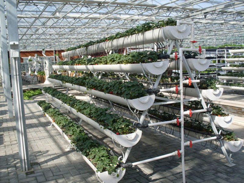 無土栽培育苗苗床溫室自動化