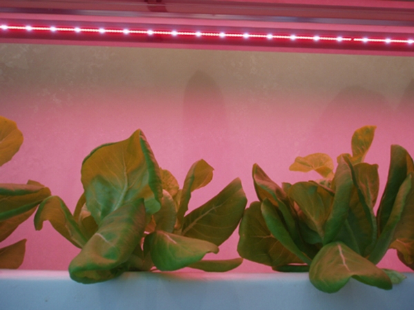 LED植物生長燈頭